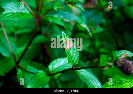 MINT MOTH ON MINT LEAF Stock Photo