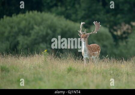 Fallow deer (buck)- Dama dama with antlers covered in velvet.. Uk Stock Photo