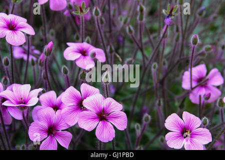 Purple and pink wild geranium flowers and buds close up Stock Photo