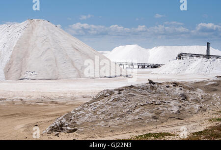 Surveying the Salt Piles. A lone iguana surveys the massive piles of white salt at the shipping terminal near rio Lagartos. Stock Photo