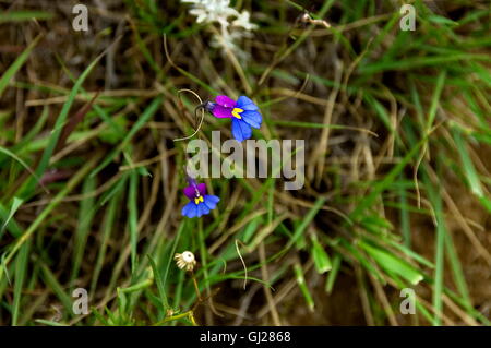 Dog-violet wild flowers in Royal Natal National Park in Drakensberg, South Africa Stock Photo