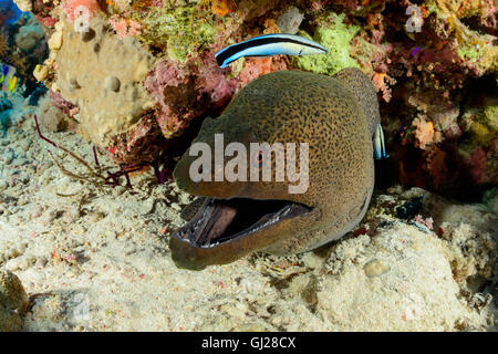 symbiosis from Giant moray eel and Bluestreak cleaner wrasse, El Quseir, Red Sea, Egypt Stock Photo