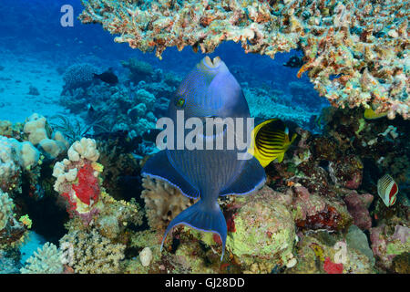 Pseudobalistes fuscus, Blue, Rippled or Yellow-spotted Triggerfish feeding on Coralreef, Marsa Alam, Red Sea, Egypt, Africa Stock Photo