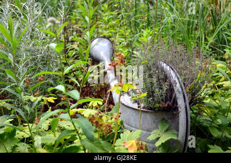 watering can as decoration in the garden with grown plants Stock Photo