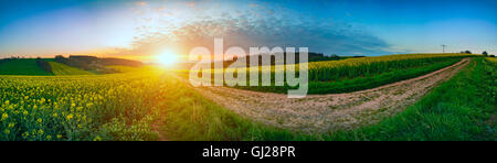 Panorama landscape rapeseed canola field in morning Stock Photo