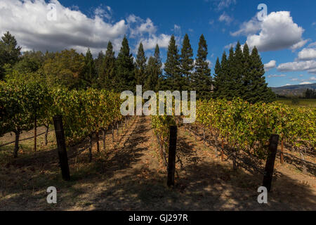 Cabernet Sauvignon grape vineyard, grape vineyard, vineyard, Dana Estates, Napa Valley, Napa County, California, United States, North America Stock Photo