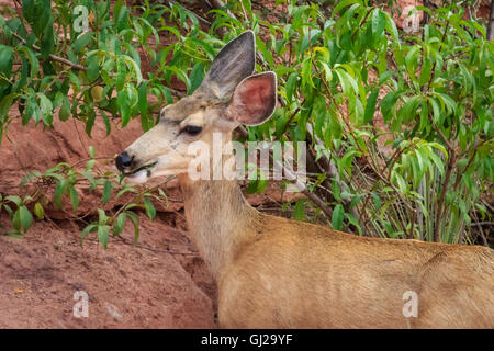 A mule deer doe is feeding near a road in the Garden of the Gods Stock Photo