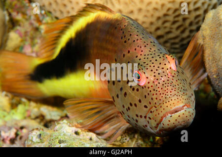 Paracirrhites forsteri, blackside or freckled hawkfish, Safaga, Red Sea, Egypt, Africa Stock Photo