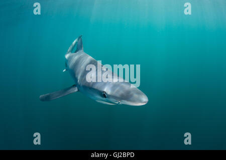 A Blue shark (Prionace glauca) cruises through the shallow, sunlit waters of the Atlantic Ocean off the coast of Cape Cod. Stock Photo