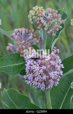 Field Cricket (Gryllus species) Common Milkweed flowers (Asclepias syriaca) Michigan USA Stock Photo