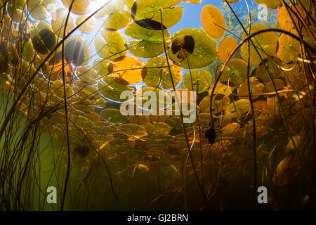 A canopy of lily pads grows in a shallow freshwater lake in New England. Aquatic vegetation grows wild during summer months. Stock Photo