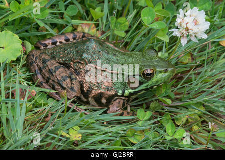 Green Frog Rana clamitans resting among White Clover flowers (Trifolium repens) E USA Stock Photo