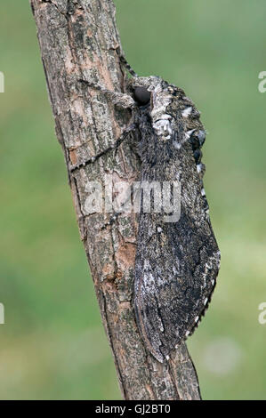 Tobacco Hornworm, aka Tomato Hornworm Adult Carolina Sphinx Moth (Manduca sexta ) Michigan USA Stock Photo
