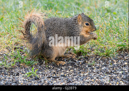 Eastern Fox Squirrel (Sciurus niger) feeding on bird seed, near bird feeder, park, E NA, by Skip Moody/Dembinsky Photo Assoc Stock Photo