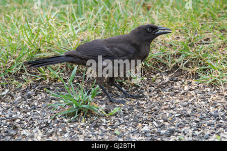 Common Grackle, female, (Quiscalus quiscula) feeding on bird seed , Michigan USA Stock Photo