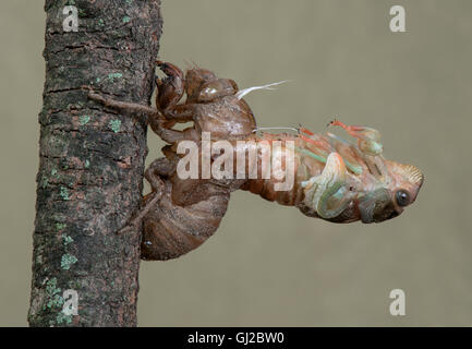 Silver-bellied or Swamp Cicada (Neotibicen tibicen) emerging from nymphal skin, Eastern USA Stock Photo