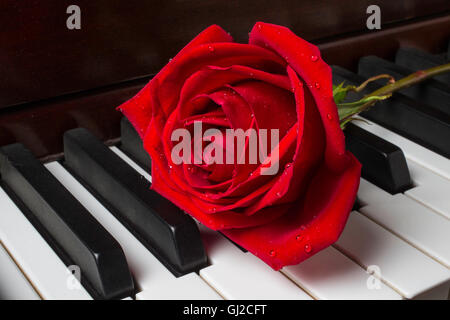 Rose With dew On Piano Stock Photo