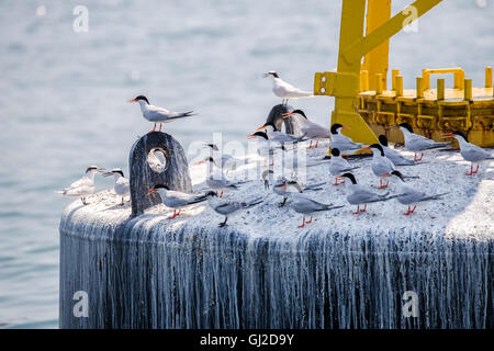 Roseate Tern,  Black-naped Tern Adult and Juvenile perching on float Stock Photo