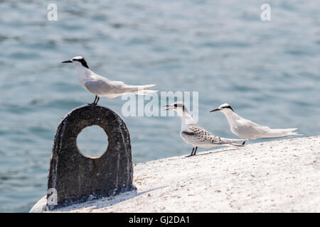 Black-naped Tern Adult and Juvenile perching on float Stock Photo