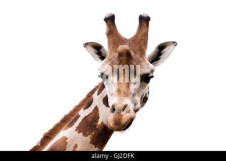 Close up portrait of young cute giraffe isolated on white, Giraffa camelopardalis reticulata Stock Photo