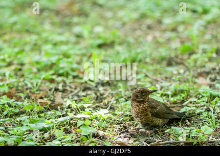 Blackbird looking for food. Summer time. Park. Forest Stock Photo