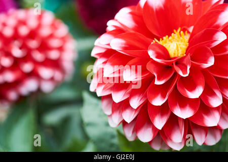 Red Dahlia, Dalina Maxi Tampico (P), Flower. Stock Photo