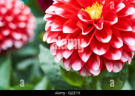 Red Dahlia, Dalina Maxi Tampico (P), Flower. Stock Photo