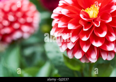 Red Dahlia, Dalina Maxi Tampico (P), Flower. Stock Photo