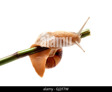 Snail crawling on the stem. Isolated on white background. Stock Photo