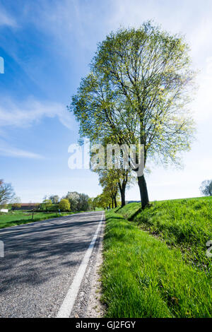 Landscape with trees along a country road Stock Photo - Alamy