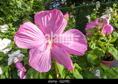Hibiscus moscheutos, swamp rose-mallow, plant with large flowers Stock Photo