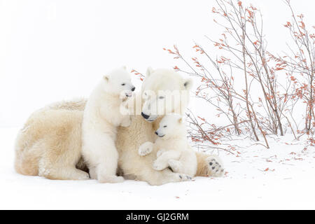 Polar bear mother (Ursus maritimus) lying down with two playing cubs, Wapusk National Park, Manitoba, Canada