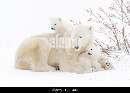 Polar bear mother (Ursus maritimus) lying down with two playing cubs, Wapusk National Park, Manitoba, Canada