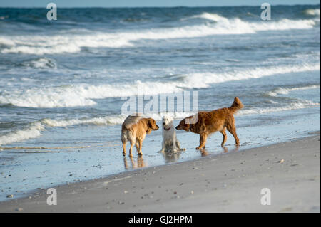 Goldendoodle with two golden retrievers on beach Stock Photo