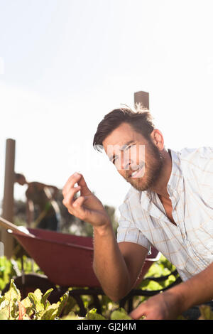 man plant out a seedling in the vegetable garden, work the soil with