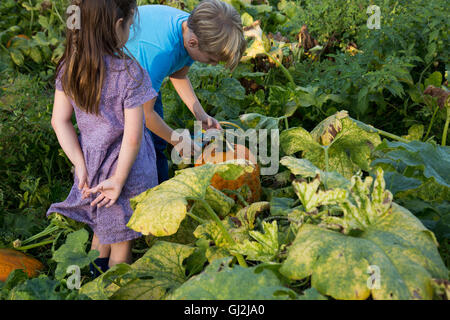 Young girl and boy in pumpkin patch, choosing pumpkin, rear view Stock Photo