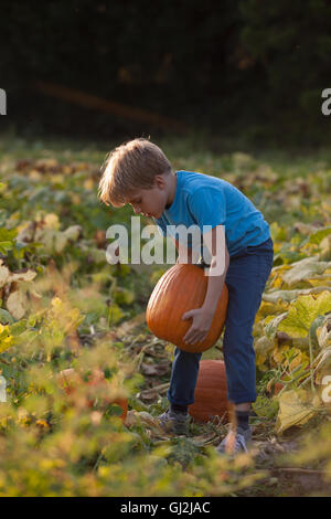 Young boy in pumpkin patch, lifting pumpkin Stock Photo