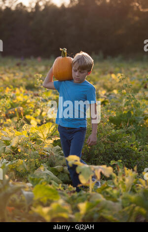 Young boy in pumpkin patch, carrying pumpkin Stock Photo
