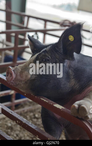 Pig at the Boulder County Fair in Longmont ,Colorado Stock Photo