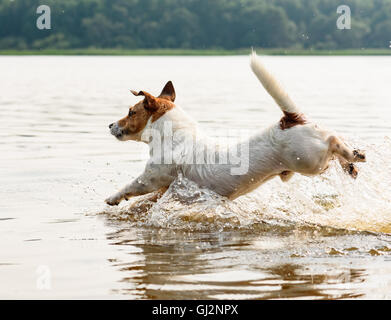 Dog running and jumping at beach in water making splashes Stock Photo