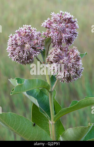 Common Milkweed flowers (Asclepias syriaca) Michigan USA Stock Photo