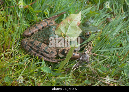 Green Frog Rana clamitans in grass, partially hidden with leaf on back, E USA Stock Photo