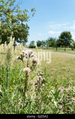 Fluffy mature Creeping Thistle (Cirsium arvense) seed heads ready for wind dispersal surrounded by grass seed heads Stock Photo