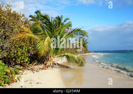 Flamenco beach on Culebra Island, Puerto Rico, with a palm, bushes and far view of an old rusted US army tank Stock Photo