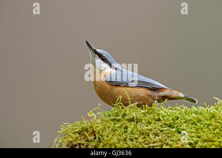 Eurasian Nuthatch / Europaeischer Kleiber ( Sitta europaea ) in typical position in front of a clean background. Stock Photo