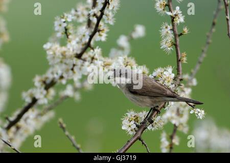 Lesser Whitethroat / Klappergrasmücke ( Sylvia curruca ) sitting on branches of a nice white blossoming hawthorn hedge. Stock Photo