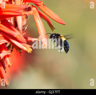 A female Carpenter Bee hovers by a red aloe flower in Southern Africa Stock Photo