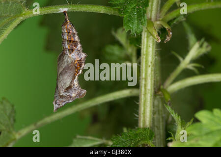 C-Falter, Weißes C, C-Fuchs, Puppe, Puppenstadium, Polygonia c-album, Nymphalis c-album, Comma, anglewings, pupa, pupae, Le Robe Stock Photo