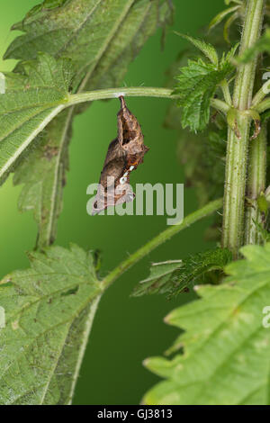 C-Falter, Weißes C, C-Fuchs, Puppe, Puppenstadium, Polygonia c-album, Nymphalis c-album, Comma, anglewings, pupa, pupae, Le Robe Stock Photo