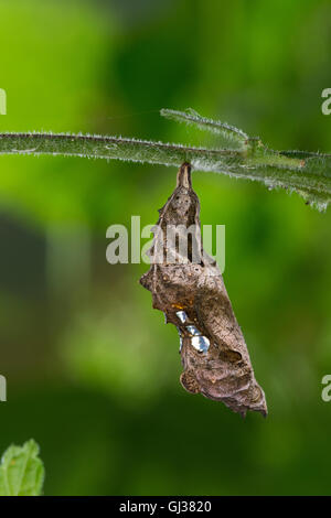 C-Falter, Weißes C, C-Fuchs, Puppe, Puppenstadium, Polygonia c-album, Nymphalis c-album, Comma, anglewings, pupa, pupae, Le Robe Stock Photo